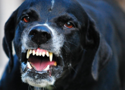 Под Воронежем собака набросилась на ребенка 