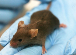 Обыски в воронежском онкодиспансере связаны с афёрой вокруг борьбы с грызунами