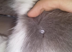 Воронежцев предупредили о живодерах в Тепличном