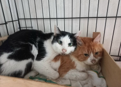 Выяснилось состояние котиков, живших с трупом хозяйки в Воронеже