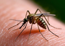 Первый случай заражения дирофиляриозом выявили в Воронежской области