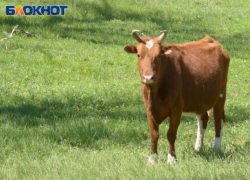 Воронежские аграрии получили больше молока при меньшем количестве коров 