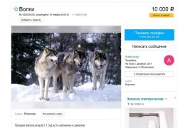 Воронежцы продают через Avito волков и лис