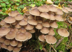 В Воронежской области пять детей отравились грибами