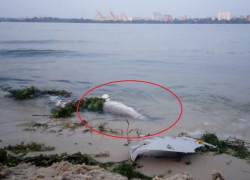 Огромную рыбу выбросило на берег Воронежского водохранилища