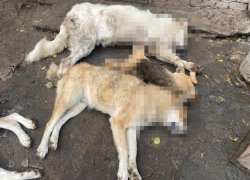 Массовое убийство собак произошло в воронежском приюте 