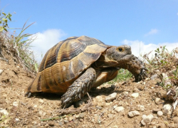 Календарь: Воронеж отмечает Всемирный день черепахи