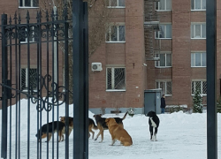 Воронежские студенты и преподаватели: "Огромные стаи бродячих псов нападают на нас каждый день около ВГУ"