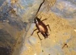 Нашествие гигантских тараканов записали на камеру в воронежской многоэтажке