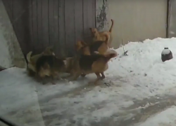 Спасение кота от набросившейся стаи собак попало на видео в Воронеже