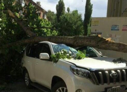 Водитель элитного внедорожника едва не погиб после падения дерева в Воронеже