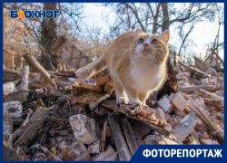 Что осталось от усадьбы Олениных, хранившей любовную тайну Пушкина