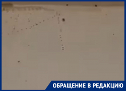 «Вопиющее безобразие!»: приезжая труппа пожаловалась на «море» тараканов в общежитии воронежского цирка