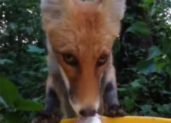 Гастроужин лисы с необычного ракурса сняли на видео под Воронежем