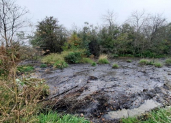 Три несанкционированные свалки нашли экологи в Воронежской области