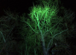 За незаконное спиливание деревьев воронежский предприниматель заплатит около 2 млн рублей