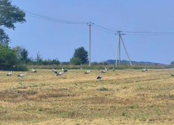 Аисты устроили парад в Воронежской области