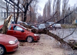 Иномарка стала жертвой огромного дерева на Левом берегу Воронежа