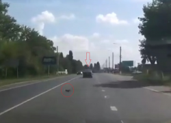 Котенок выпал из движущегося автомобиля на оживленной дороге в Воронежской области