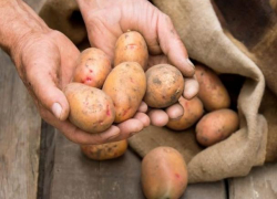 Воронежец отправится в колонию на 3,5 года из-за картошки