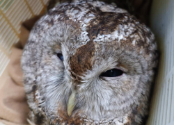 Пернатую малышку с травмами и переломами спасли в Воронежской области