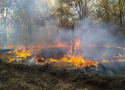 Лиса со щенками задохнулась из-за пожара в Воронежской области