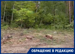 В варварской вырубке на землях лесфонда воронежцы заподозрили компанию "Выбор"