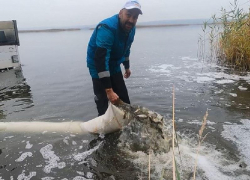 Сто тысяч мальков сазана и толстолобика выпустили в воронежское водохранилище