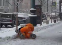 Комичная драка кота и панды попала на видео в Воронеже