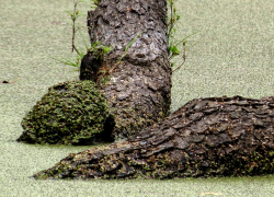 Черепаху в камуфляжном прикиде сняли на фото в Воронежском заповеднике 