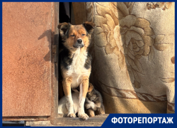В приюте «Дора» в Воронеже начали сносить забор