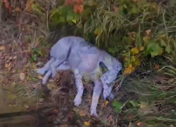 Полицейские спасли сбитую бездомную собаку под Воронежем