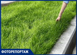 Идеальный газон найден в Воронеже