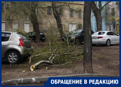 Опилку деревьев во дворе раскритиковали воронежцы 