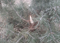 «Вас презирают»: воронежцы отчитали сосновых воришек 