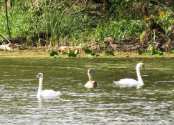 Великолепие и грацию белых лебедей показали на фото в Воронежском заповеднике 