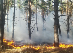 Пожар в Новохоперском лесничестве тушили около часа в Воронежской области