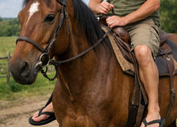 Кто ответил за смерть мужчины после падения с лошади в Воронежской области 