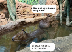 Капибары-прорицательницы из Воронежа предсказали победителя Чемпионата мира по футболу
