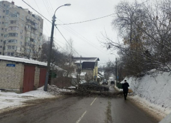 Упавшее дерево полностью перекрыло улицу в Воронеже