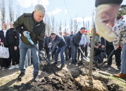 В высадке десятков деревьев приняли участие губернатор и вице-спикер Госдумы в Воронеже