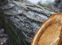 На 150 тысяч незаконно спилили деревья под Воронежем 