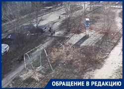 Воронежцы рассказали об агрессивной своре, загрызающей котов