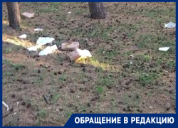 Концессионер парка «Дельфин» обвинил ворон и галок в ужасном состоянии лесной зоны