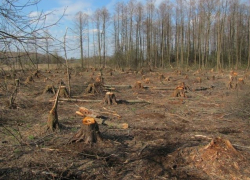 По приказу воронежского чиновника в парке незаконно вырубили более 300 деревьев