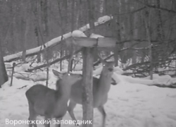 Соляную трапезу оленей сняла камера под Воронежем