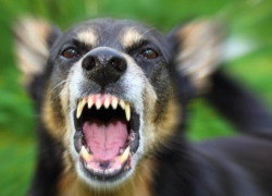 Нападением собаки на школьницу заинтересовались воронежские следователи 