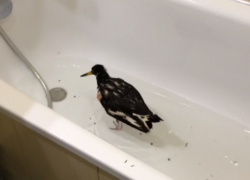 Необычную птицу, купающуюся в ванной, засняли на видео в Воронеже