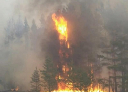 Воронежская полиция считает, что «Варваринскую дачу» спалили умышленно