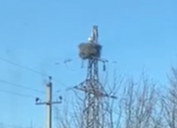 Пернатые признаки весны заметили в Воронежской области